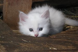 Kitten Conjunctivitis