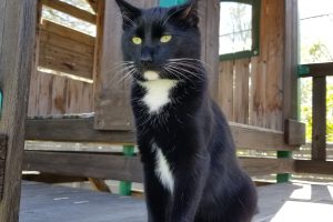 Feline Idiopathic Cystitis