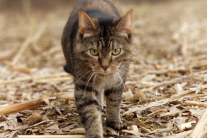 Trap a Colony of Cats