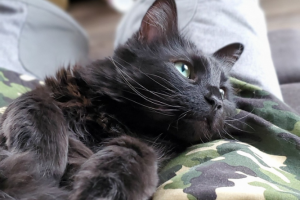 What is Feline Panleukopenia