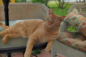 Grieving the loss of a Pet